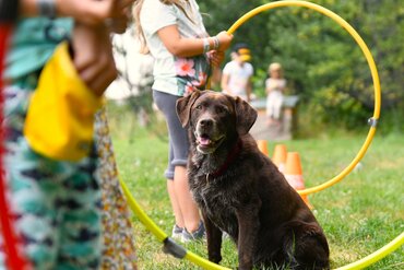 Hundecamp Wien / Happyland