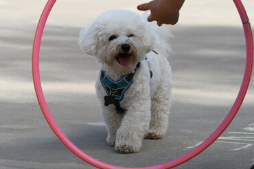 Hundecamp Wien / Happyland